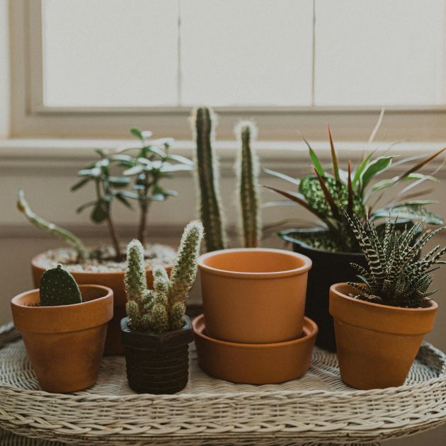 Small potted succulents and cacti beside a sunlit window.