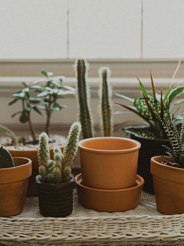 Several potted succulents and cacti on a wicker table near a sunlit window.