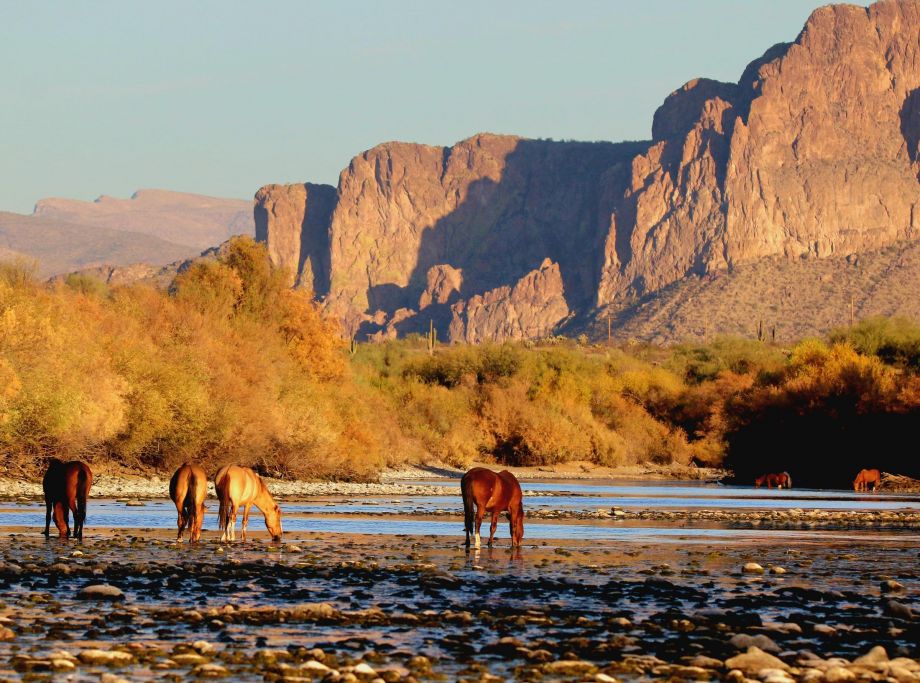 Wild horses graze near a river with rocky cliffs and colorful desert vegetation in the background.