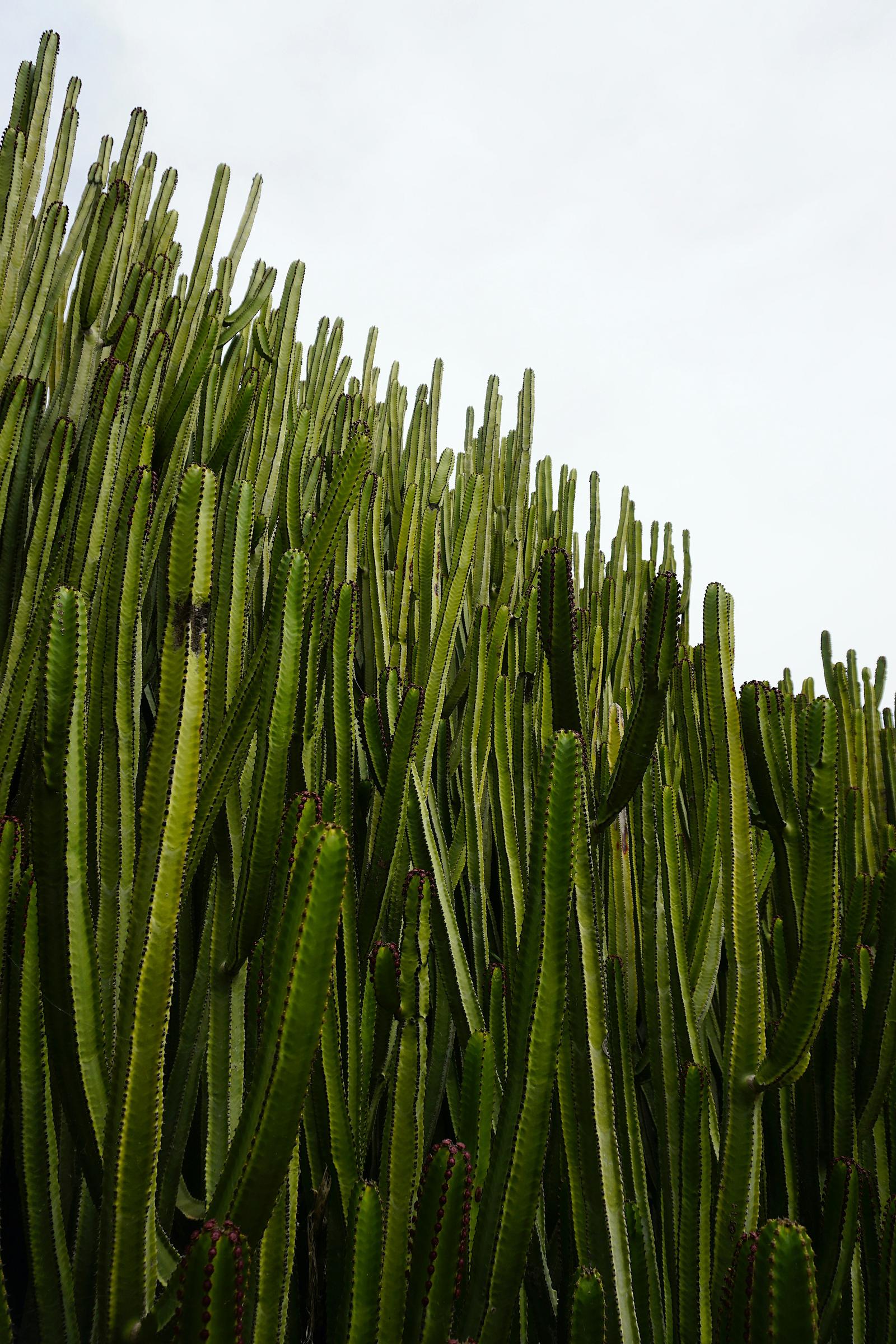 Tall green cactus stems beneath a pale sky.